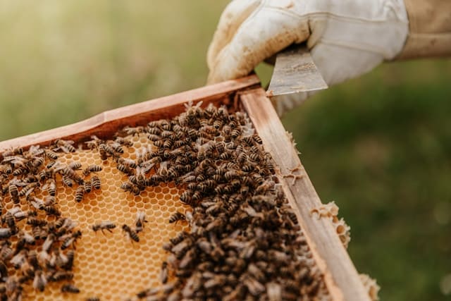 Honig von den Firmenbienen